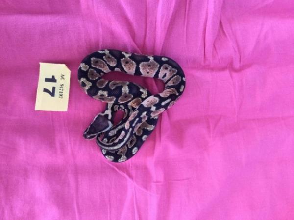 Image 4 of Female pastel baby royal python