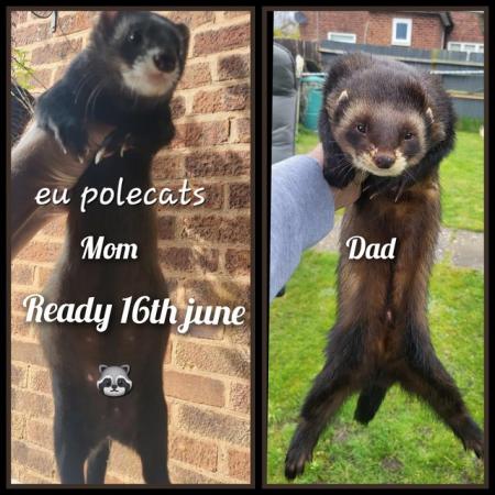 Image 4 of Eu polecats ,blacks,ferrets