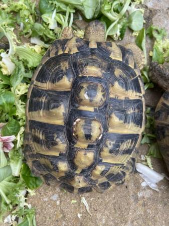 Image 1 of Female Hermanns Tortoises 13 years old