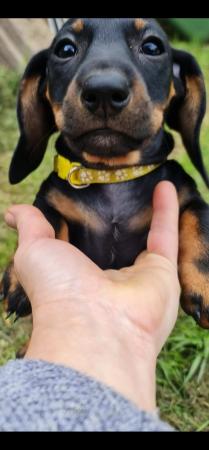 Image 6 of Beautiful smooth haired black and tan puppies
