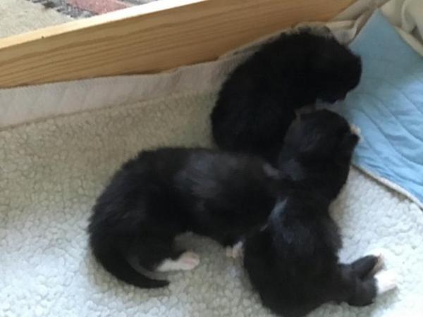 Image 6 of Three beautiful baby kittens