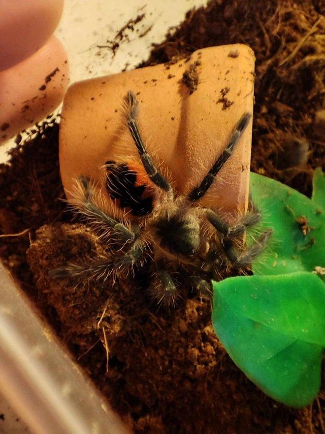 Preview of the first image of Tarantulas l nigerrimum and p sp mascara.