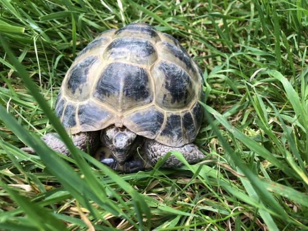 Image 4 of Horsefield tortoise 6 year old male for sale