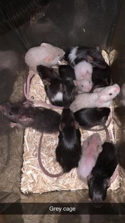 Image 2 of Male and female mice ready to go asap £5 EACH!