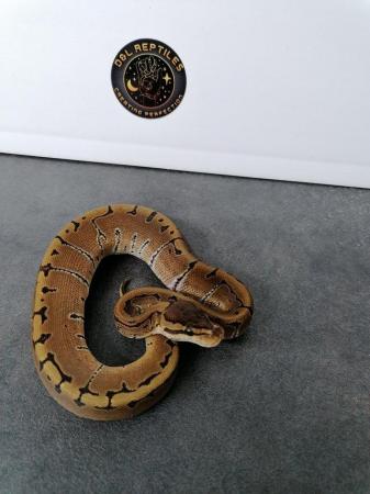Image 5 of Snakes for sale! Ball pythons and cornsnakes