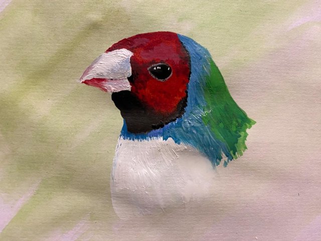 Preview of the first image of Female Gouldian for outdoor aviary.