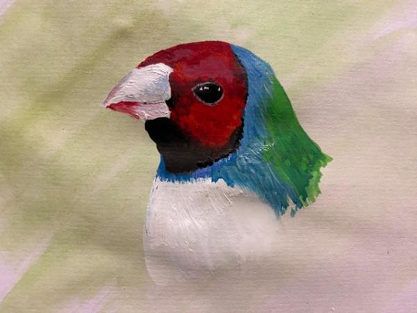 Image 1 of Female Gouldian for outdoor aviary