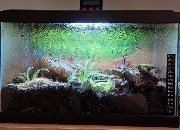 Image 4 of Trio young speckled leg giant millipedes in bioactive tank