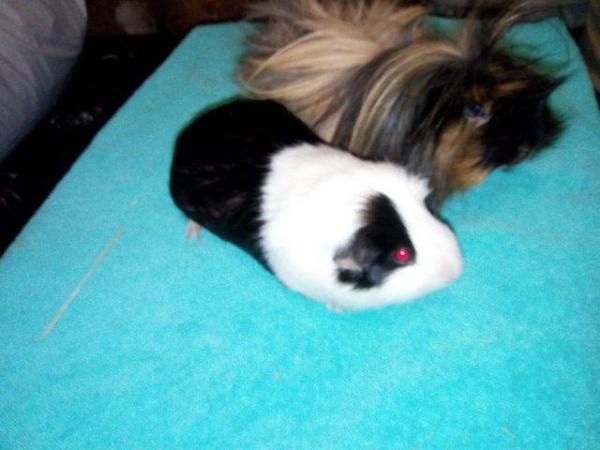 Image 4 of One long haired and one smooth coat guinea pigs