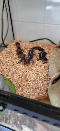 Image 5 of TRIO BREEDING FAT TAIL GECKO'S AND EXO TERRA