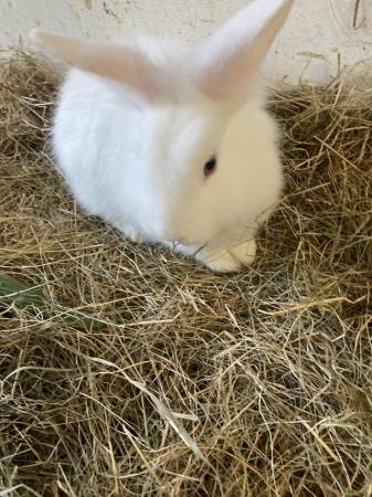 Image 1 of Mixed breed lionhead X lopear male blue eyes white rabbit