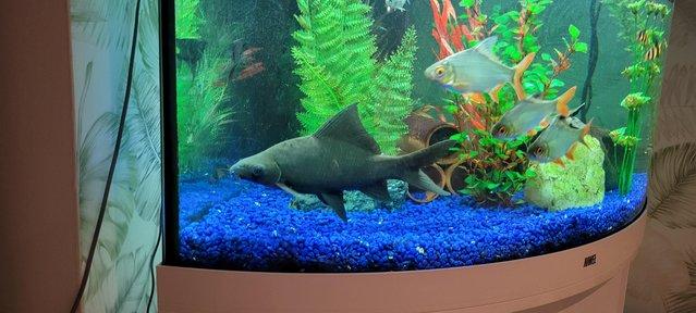 Image 4 of Black shark must have big tank