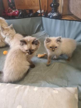 Image 5 of Ragdoll kittens ready to leave
