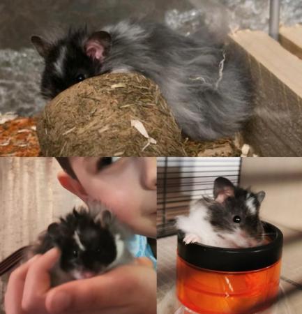 Image 5 of Baby syrian hamster long haired and short haired