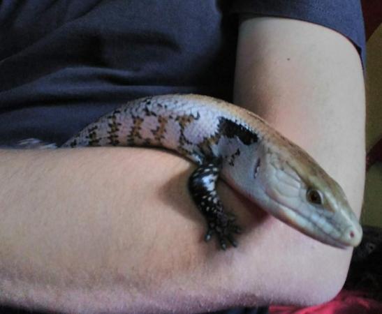 Image 5 of Male Indonesian Blue Tongued Skink for sale