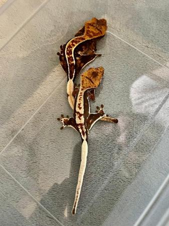 Image 4 of 2 - 3 month old Crested Gecko Juveniles for sale