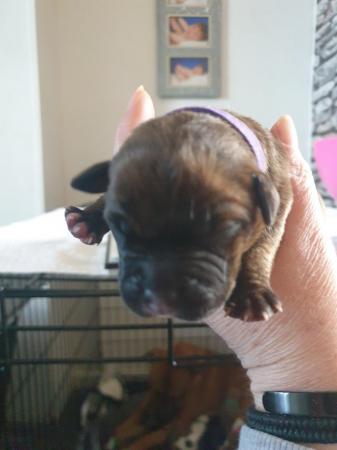 Image 12 of 7 puppies for sale. 2 boys and 5 girls.