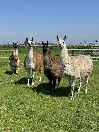 Image 1 of Llama females for sale very friendly