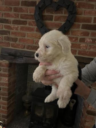 Image 2 of KC registered Old English Sheepdog Puppies
