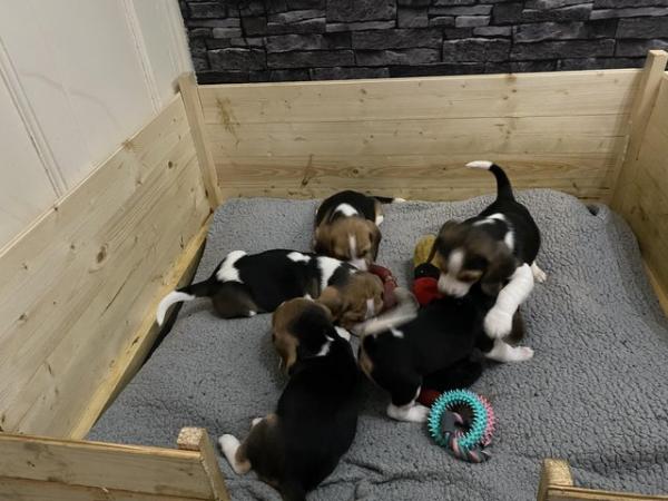 Image 3 of 3 pedigree beagle puppies for sale