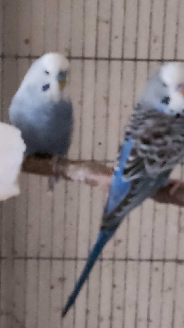 Preview of the first image of 7 Budgies searching for their new homes.