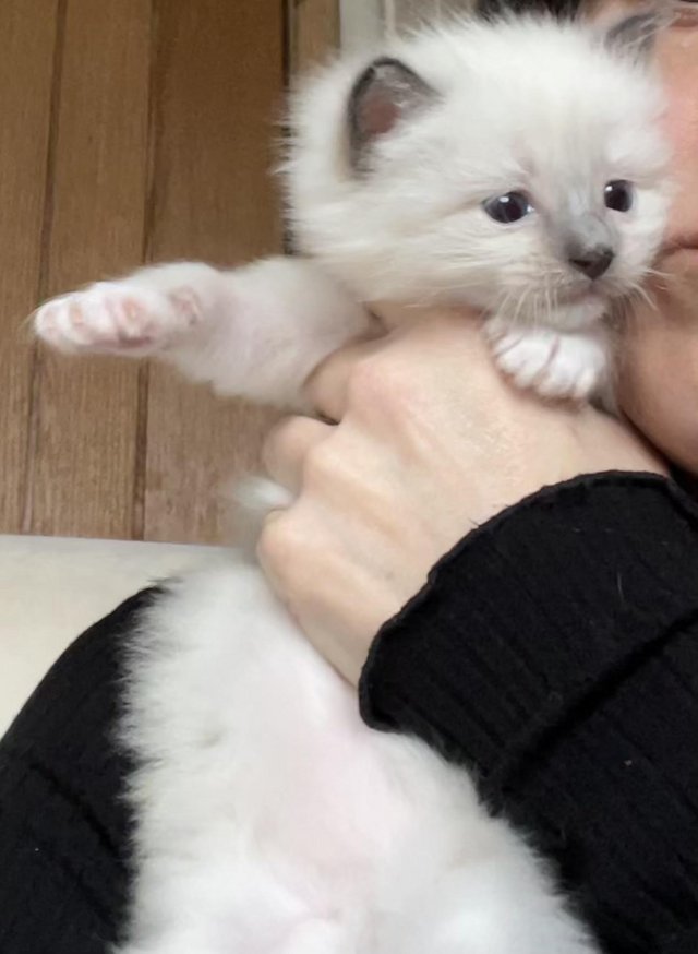 Preview of the first image of Gorgeous Ragdoll Kittens for sale.