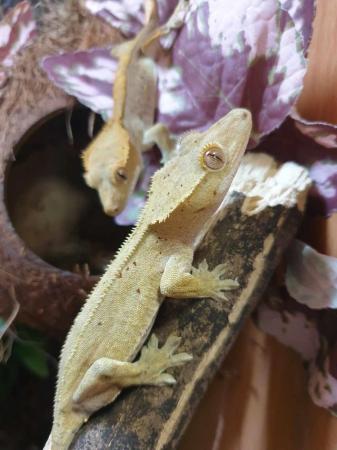 Image 9 of Cb23 Crested Geckos & Chameleon Geckos For Sale