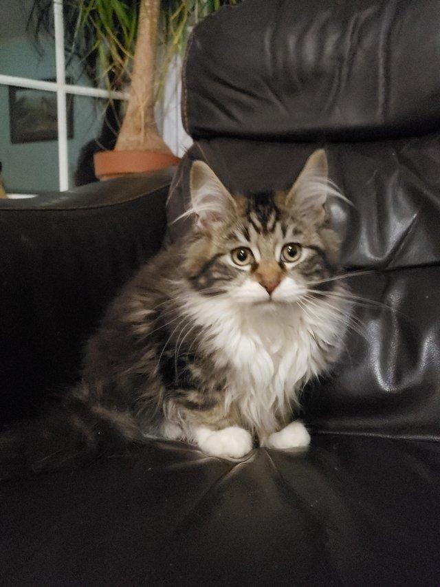 Preview of the first image of Maine Coon Kittens TICA registered.