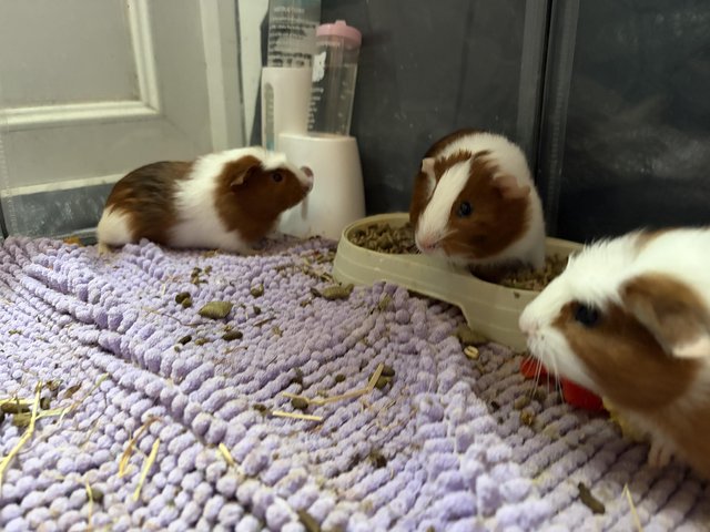 Boy and girl guinea pigs — photo 2 of 4