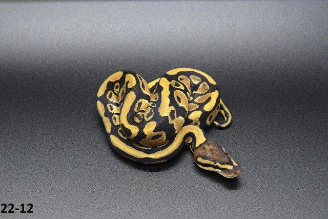 Image 2 of Various Royal Python hatchlings/adults
