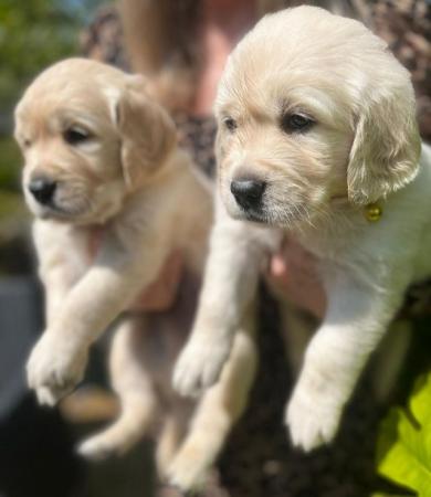 Image 3 of Gorgeous Golden retriever puppies