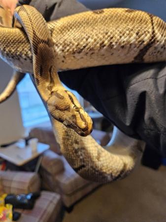 Image 3 of Spiderball python rehoming