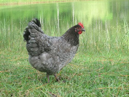 Image 1 of BLUEBELLE / BLUE MARAN POINT OF LAY PULLETS/CHICKENS
