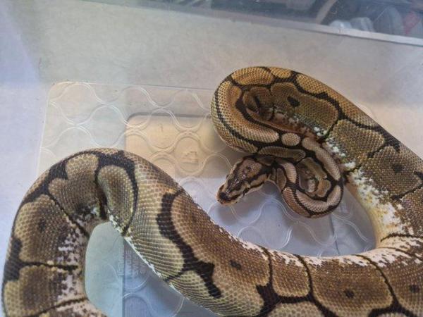 Image 4 of For sale Female Spider ball python