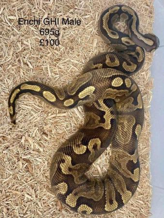 Image 15 of Royal Pythons for sale.