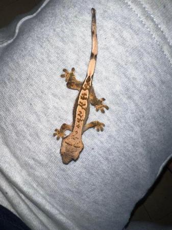 Image 5 of Baby crested geckos available