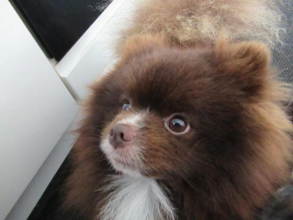 Image 11 of Pomeranian Lilac Chocolate Male looking for Forever Home