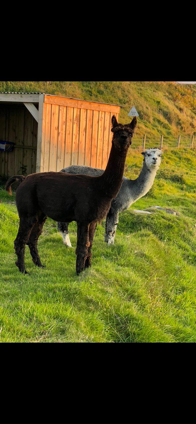Preview of the first image of Alpaca starter herd champion lines !! Reduced BARGIN.