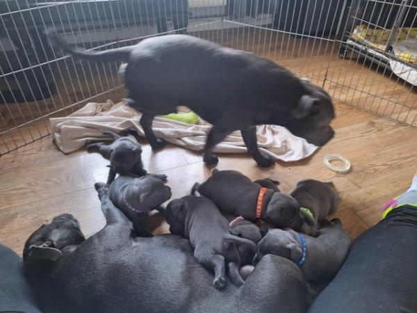 Image 16 of Blue staffy puppies mixed litter