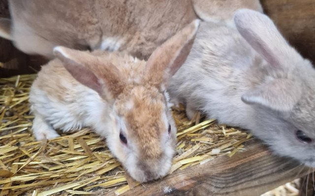Image 12 of Bunnies looking for loving forever homes