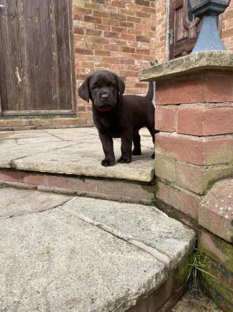Image 7 of KC Chocolate Labrador puppies for sale Kennel Club Registere