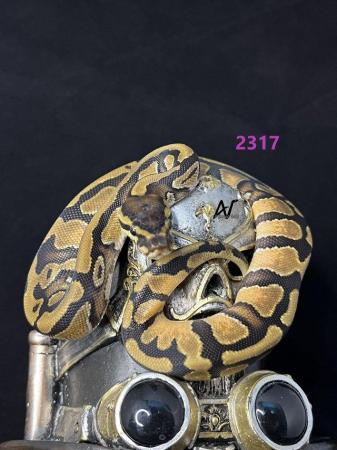 Image 2 of CB23 0.1 Fire OD Het pied royal/ball python baby