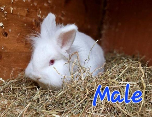 Image 16 of 1 Albino Lion-Lop Bunny For Sale