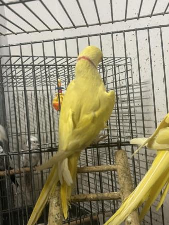 Image 9 of Lutino yellow male close rang Ring neck parrot