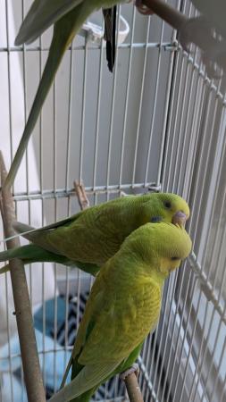 Image 3 of Young and healthy budgies!