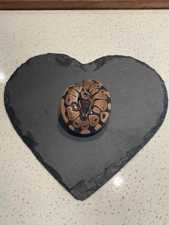 Image 1 of WILD TYPE Baby (Normal) ball python looking for good home