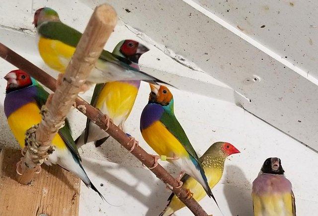 Gouldian, Star, Owl, Bengalese Finches for sale For Sale in Warwick