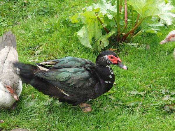 Image 1 of 1 year old male muscovy, free to good home.