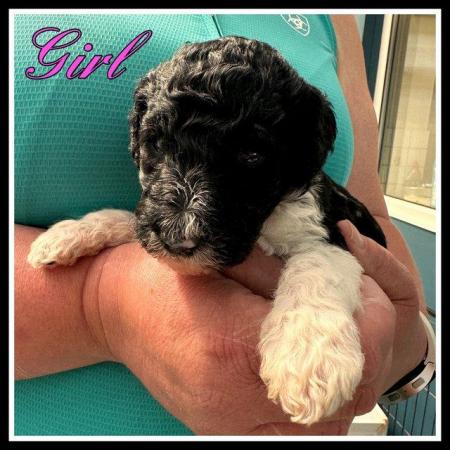 Image 4 of Kc Reg Standard poodle pups 1 Apricot boy & 1 Tuxedo girl