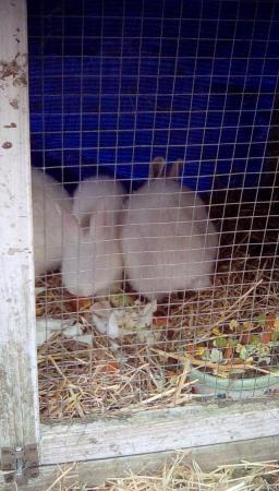 Image 5 of Beautiful rabbit's loin heads looking for there loving homes